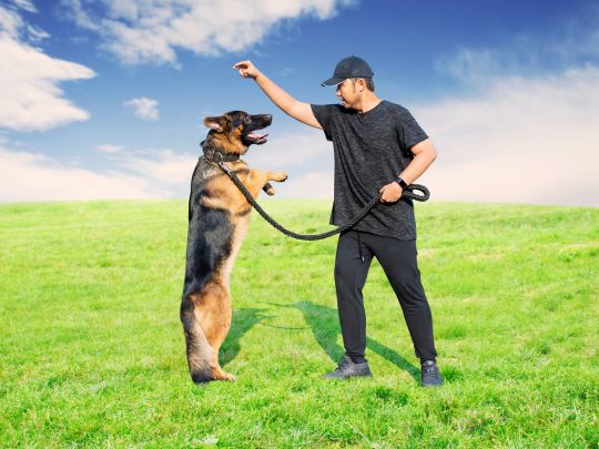 Dog Wellness Check at Home: A Step-by-Step Guide