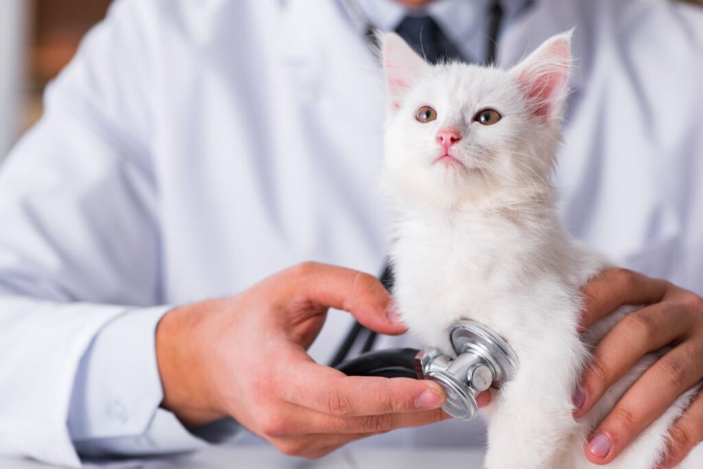 Complete physical exam for kitten