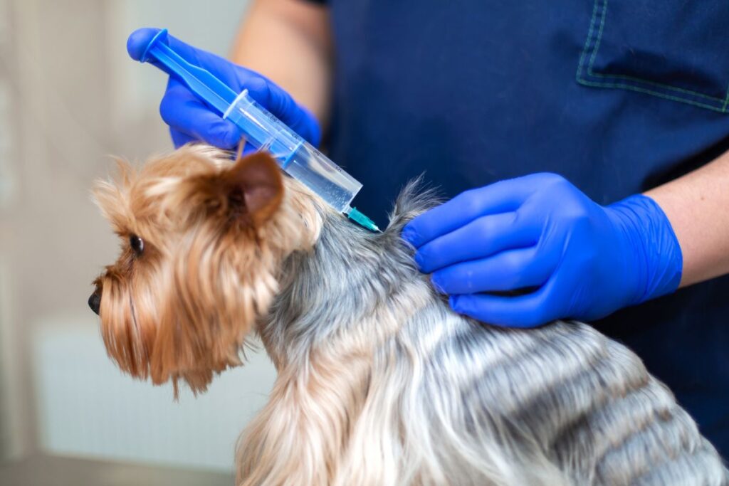 Pet vaccinations in Charleston