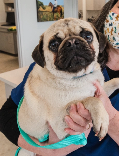 Diagnostic Care Charleston