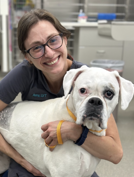 Pet Surgery Charleston