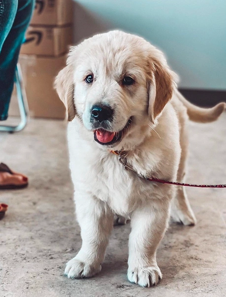 Puppy Kitten Care Charleston