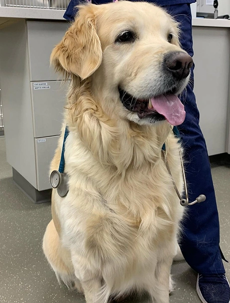 Senior Pet Care Charleston