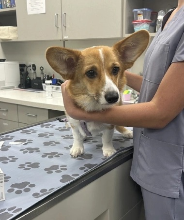 diagnostic care by vet