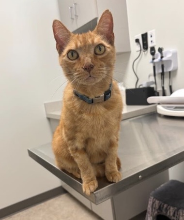 microchipping add in pet