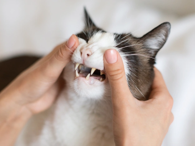 Cat Dentistry