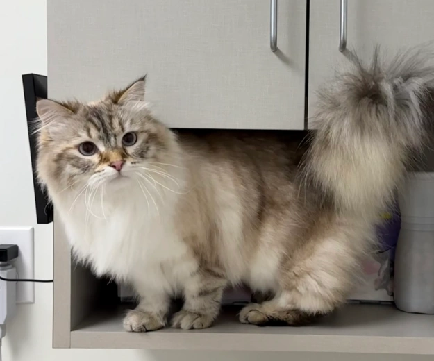 Cat Preventive Care