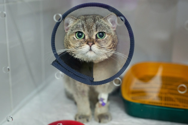 Cat Surgical Care