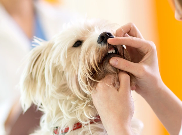 Dog Dentistry