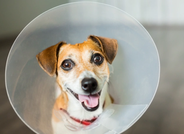 Dog Surgical Care