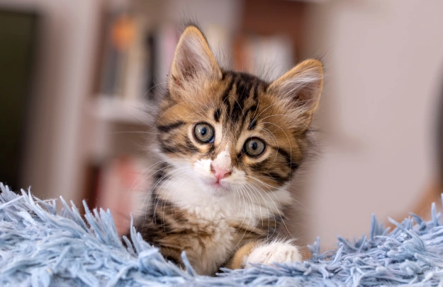 Kitten Care