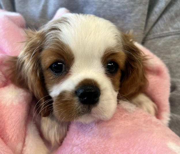 Puppy Care