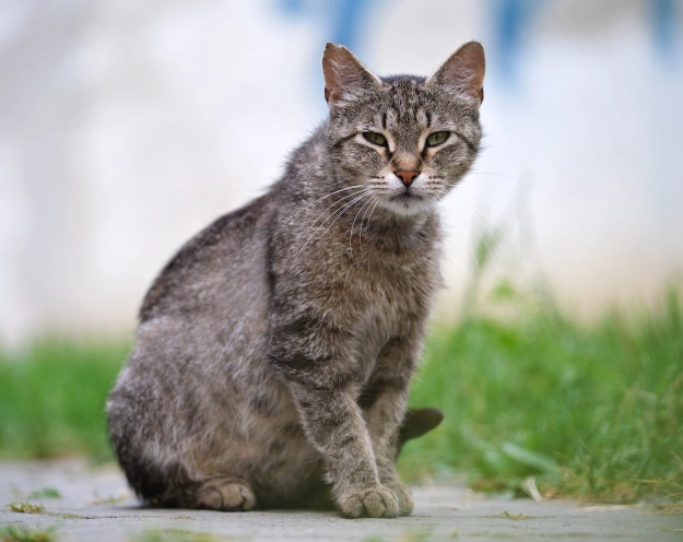 Senior Cat Care