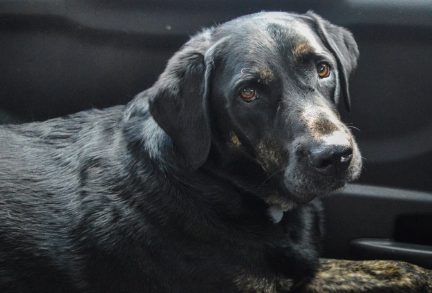Senior Dog Care
